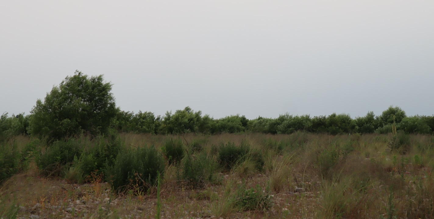 利根川伊勢崎市付近の河川敷－広大なヤナギ林_2022年6月21日18時35分頃_気温27度