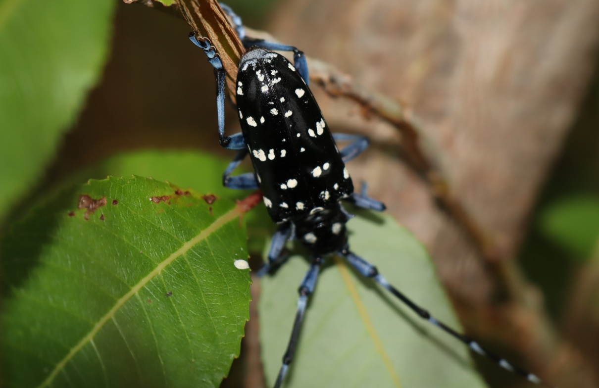 利根川伊勢崎市付近の河川敷－広大なヤナギ林_ゴマダラカミオキリ_2022年6月21日18時35分頃_気温27度