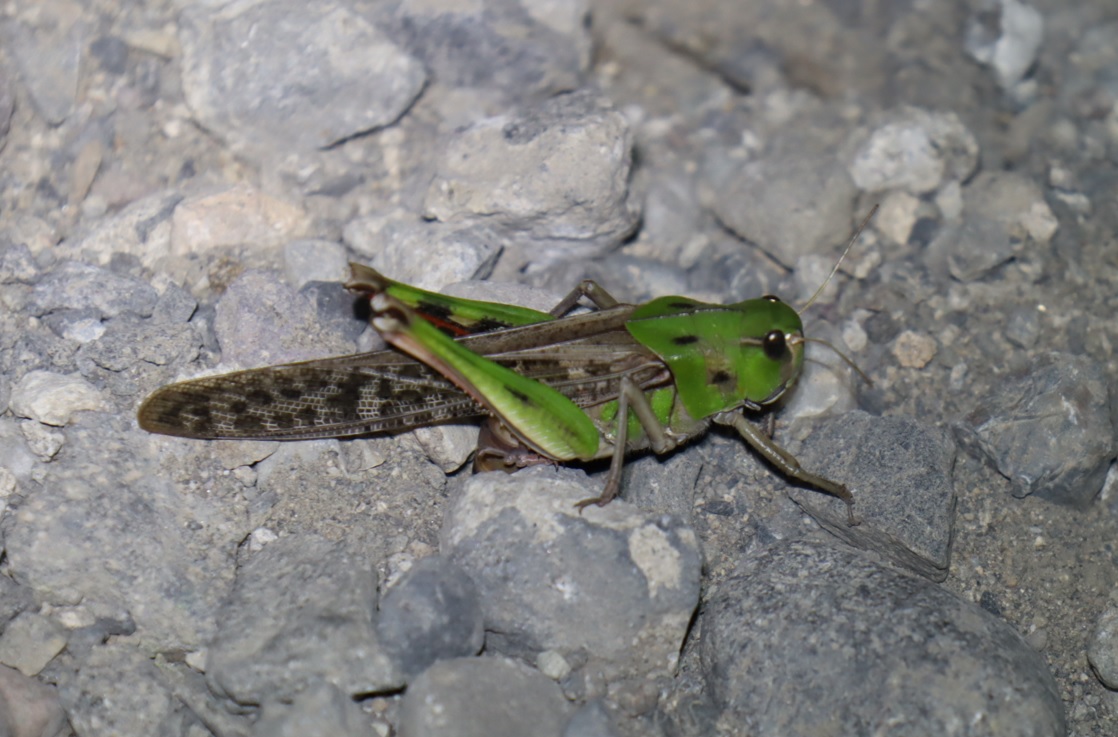 利根川伊勢崎市付近の河川敷－広大なヤナギ林_トノサマバッタ_2022年6月21日20時10分頃_気温27度