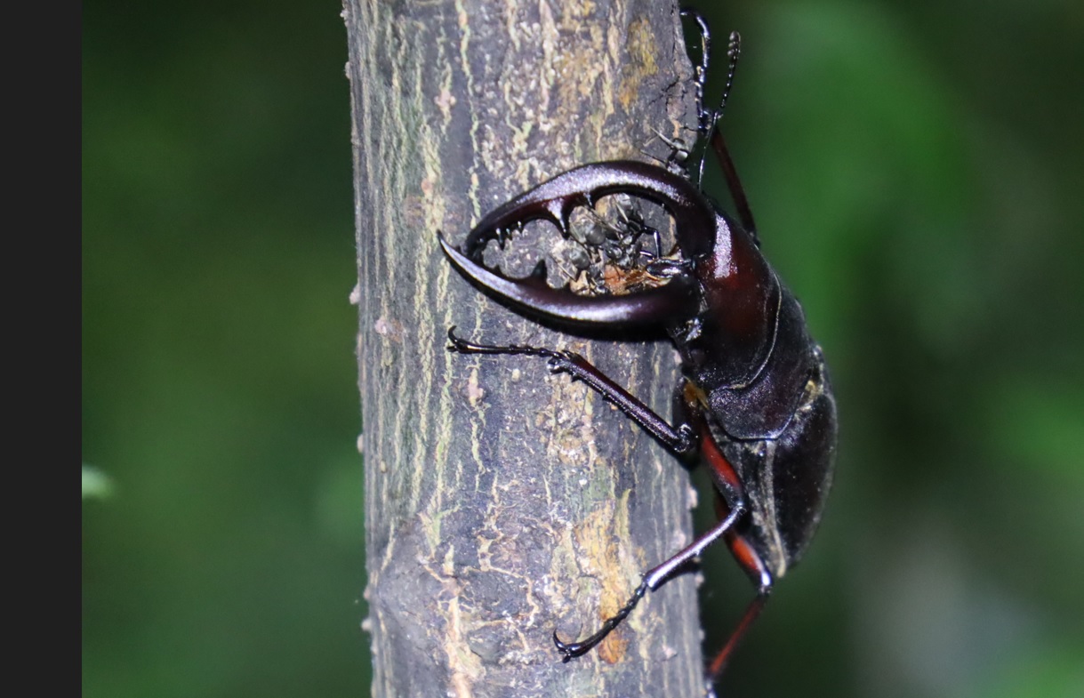 利根川伊勢崎市付近の河川敷－広大なヤナギ林_ノコギリクワガタ♂_2022年6月21日18時55分頃_気温27度