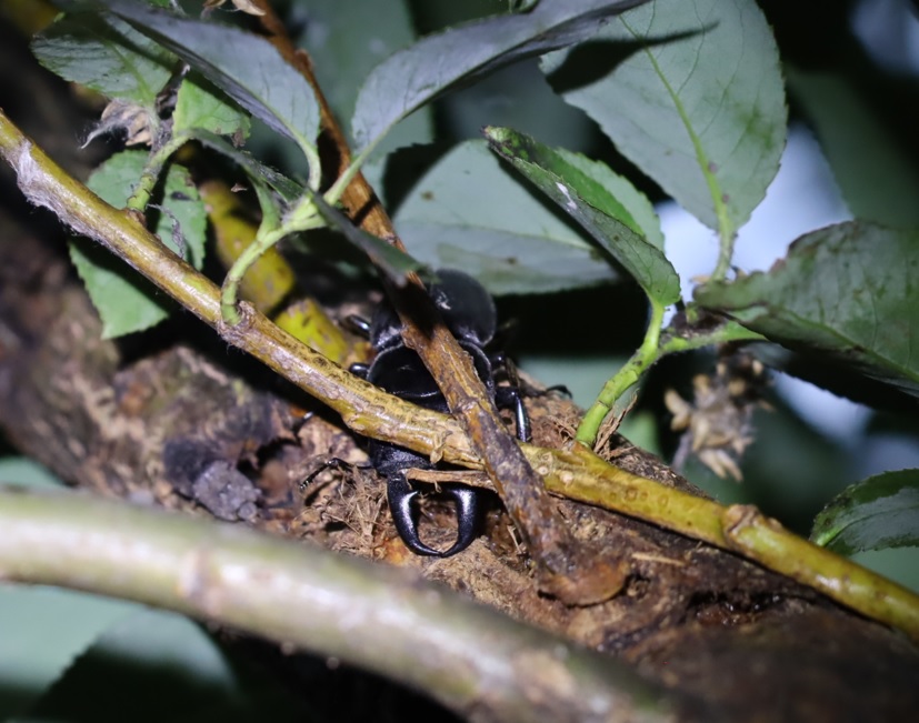 利根川伊勢崎市付近の河川敷－広大なヤナギ林_ヒラタクワガタ♂_2022年6月21日19時5分頃_気温27度