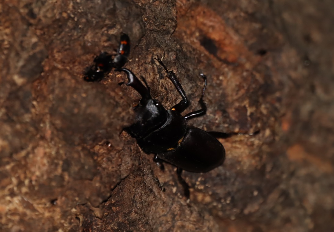 団地前のクヌギ_コクワガタ♂_2022年6月17日20時気温26度