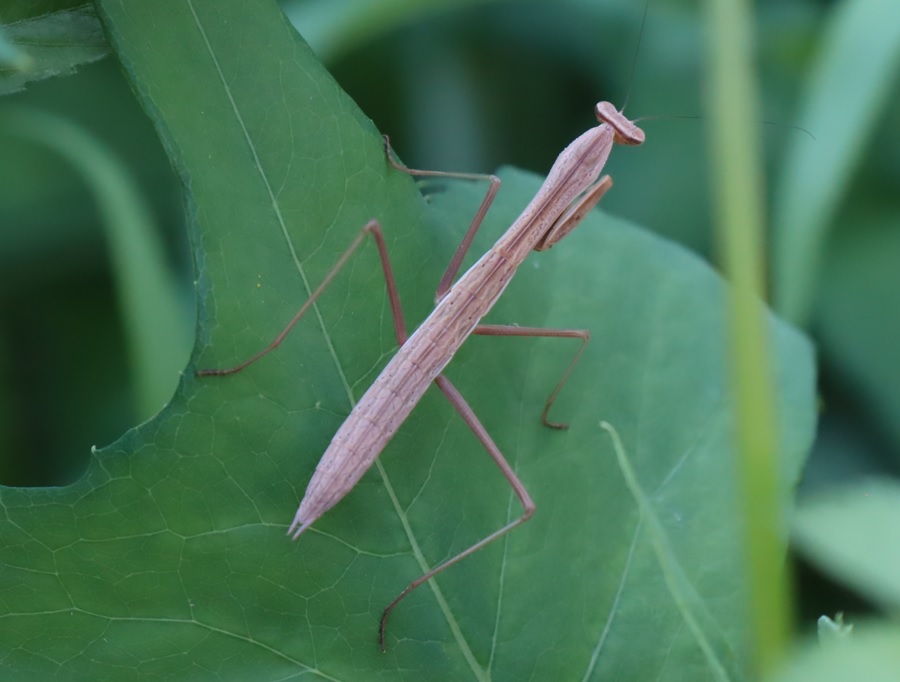 城山・上_オオカマキリ幼虫_2022年7月1日9時5分頃気温32度