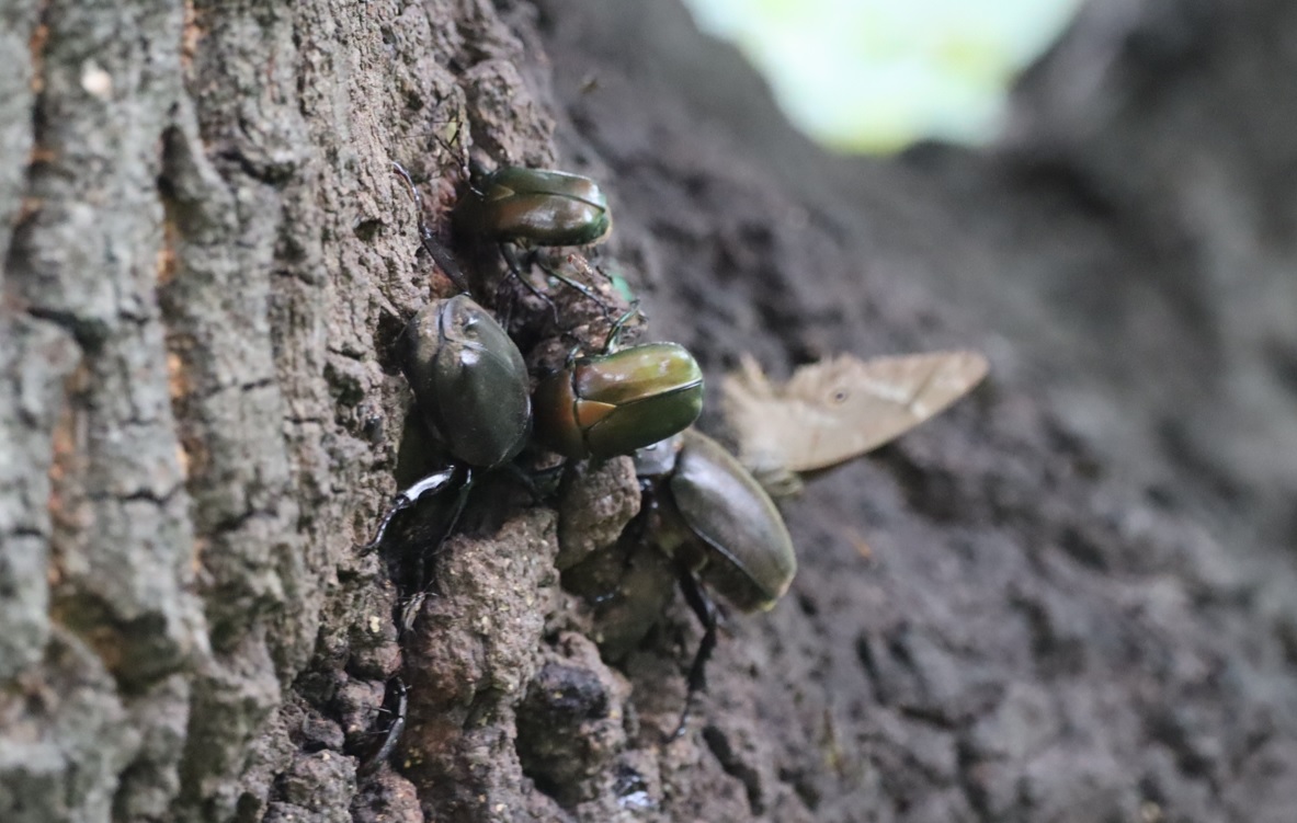 大木クヌギ_カブトムシ♂♀、カナブン_2022年7月18日7時20分頃気温27度