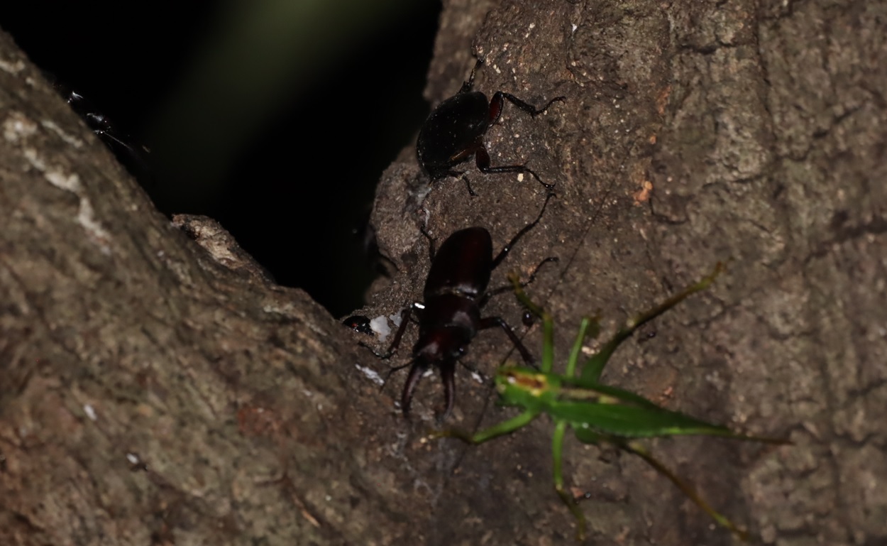 大木クヌギ_ヤブキリにスクランブル突進する交尾中のノコギリクワガタの雄_2022年6月17日21時15分気温25度