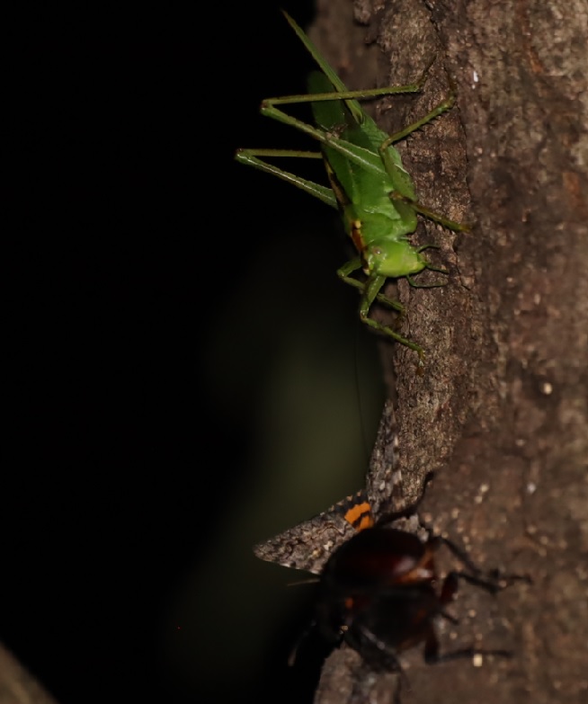 大木クヌギ_今年初めてのヤブキリ成虫、ノコギリクワガタペア、コクワガタ_2022年6月17日21時15分気温25度