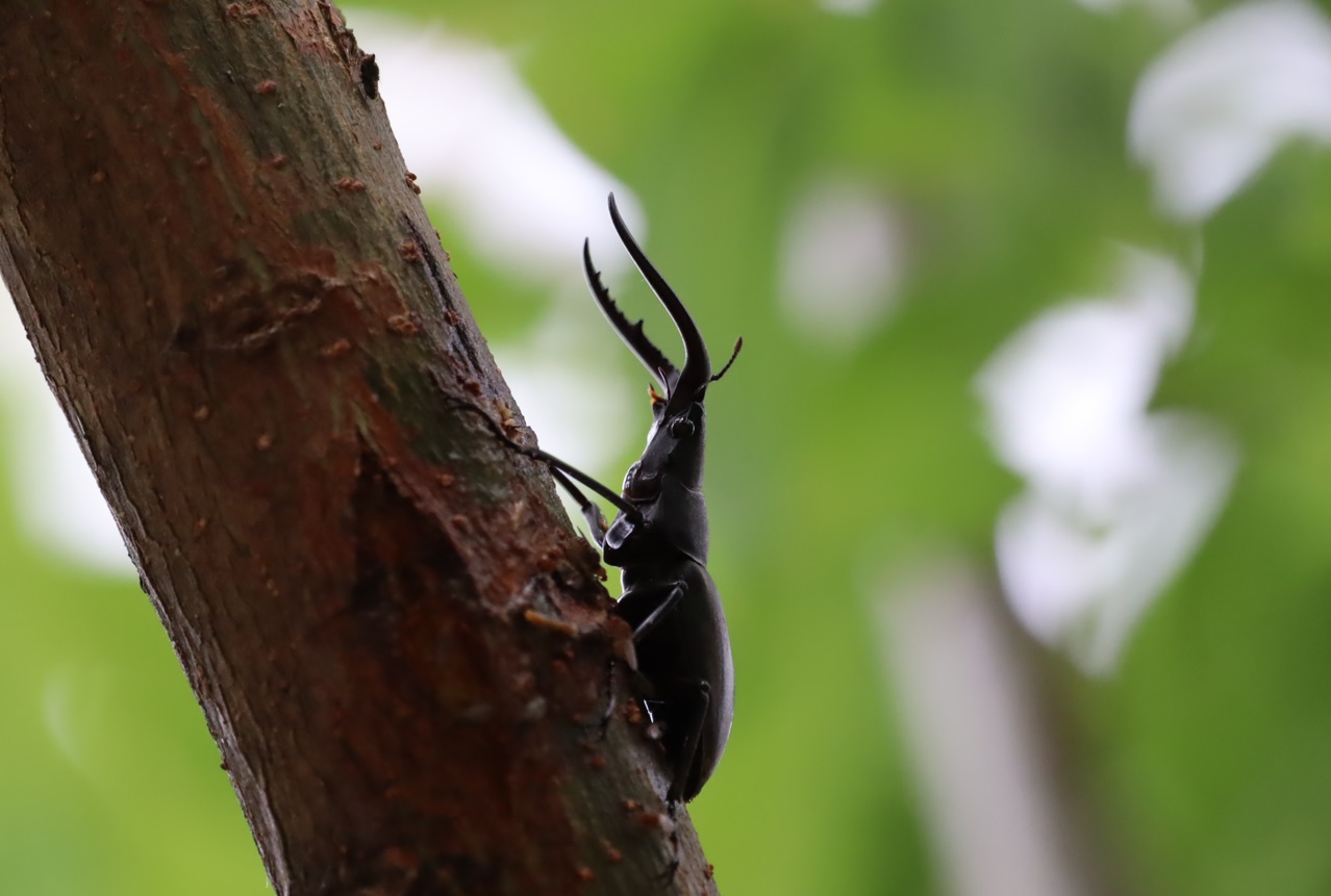 川沿いのヤナギ_ノコギリクワガタ♂_2022年6月11日7時40分気温22度