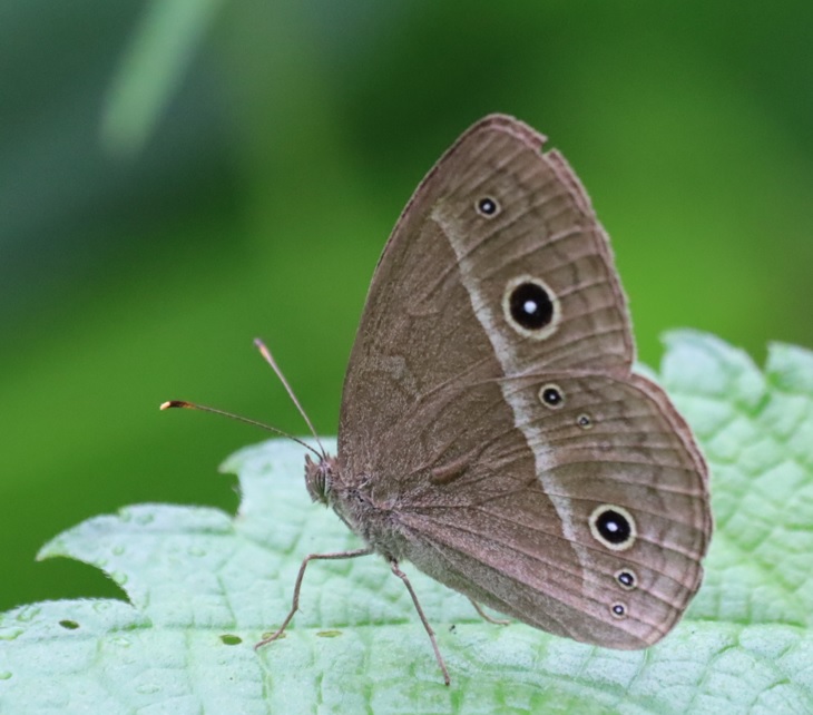 川縁のヤナギ_ウラヒメナミジャノメ_2022年6月11日7時10分気温22度