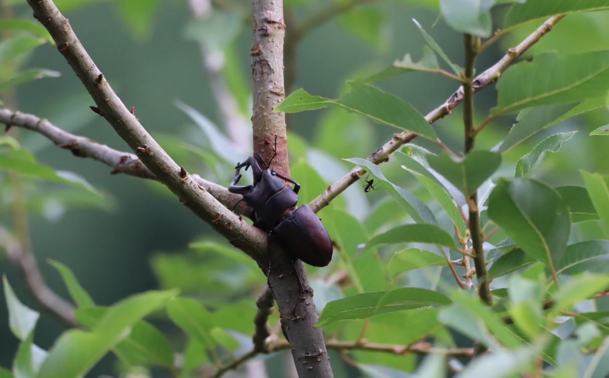 川縁のヤナギ_ノコギリワガタ♂_2022年7月18日７時頃_気温27度
