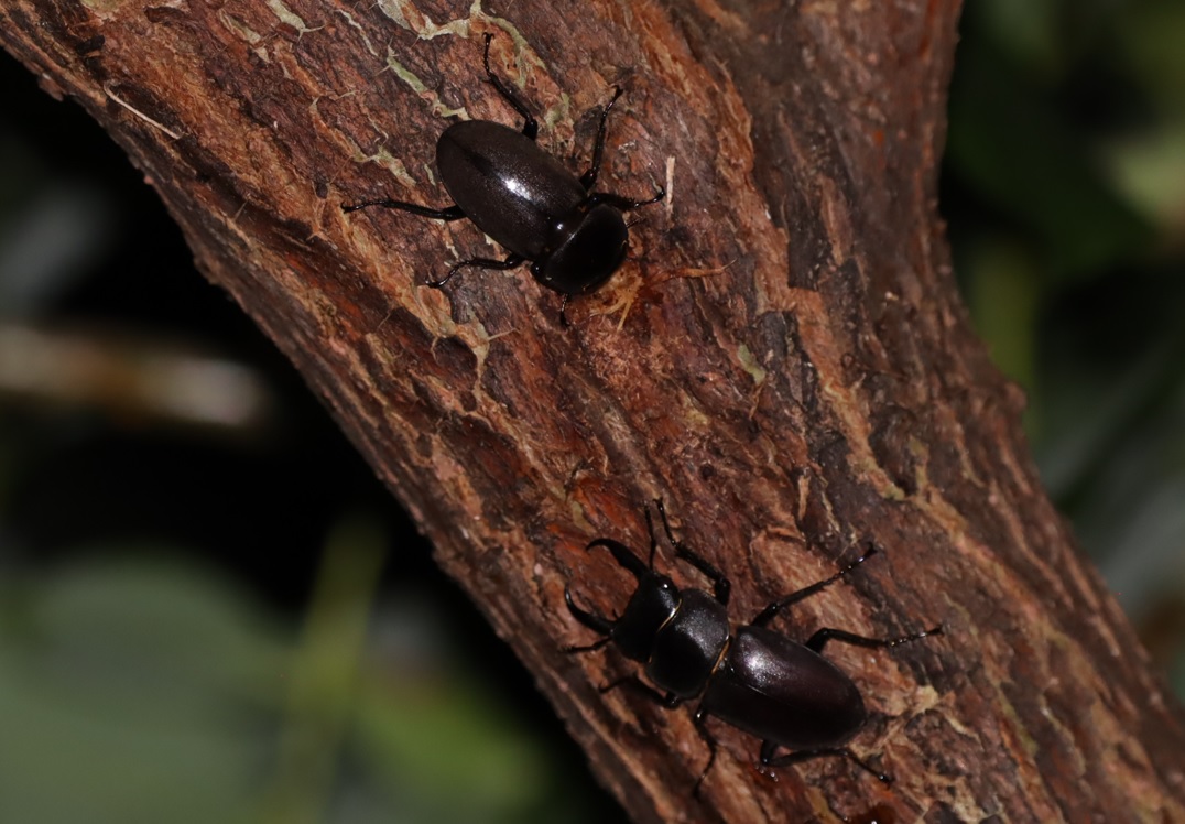 河原のヤナギ_コクワガタペア_2022年6月17日21時50分気温26度