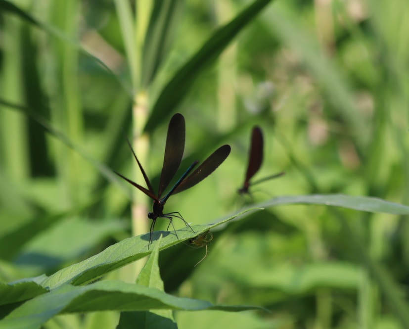 自宅近くの河原_ハグロトンボ_2022年6月17日16時25分気温29度
