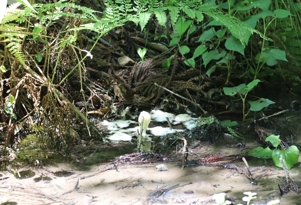 里山H_山際の水溜まり_落下したモリアオガエルの卵塊_2022年6月1３日１２時５分頃気温2５度