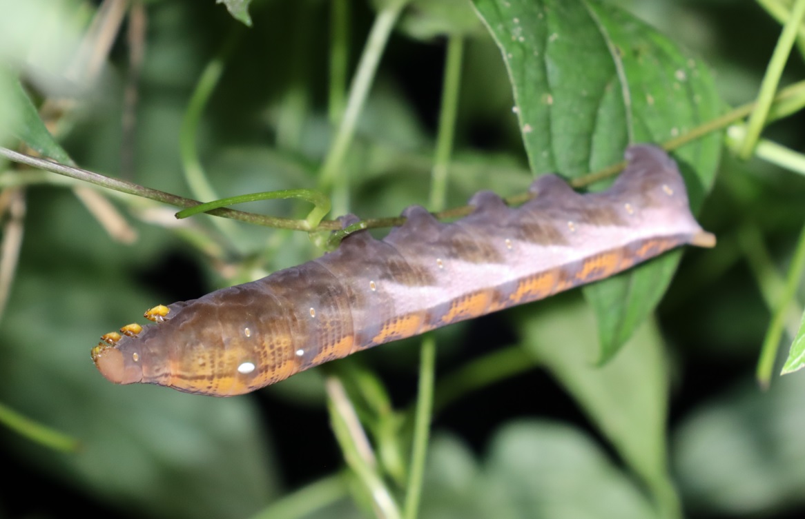 キイロスズメ蛾の幼虫_クツワムシの森_2022年8月29日1８時40分頃気温25度