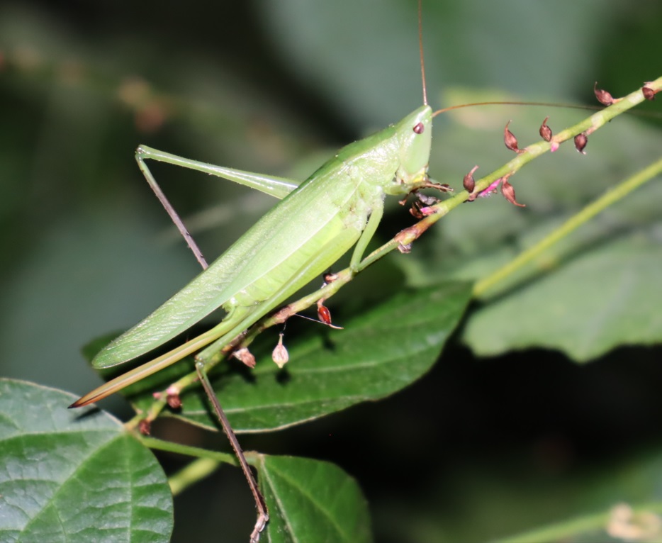 クサキリ♀_クツワムシの森_2022年8月29日19時30分頃気温25度
