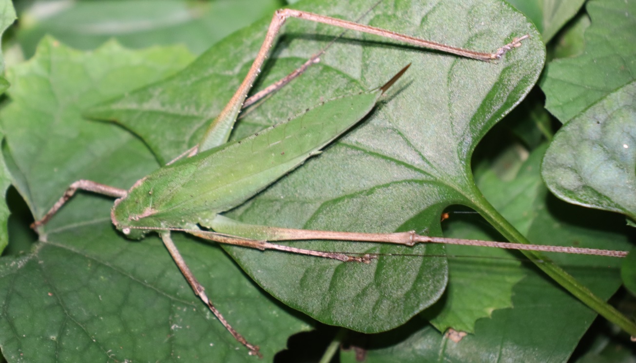 クツワムシ（緑色）♀1匹目_クツワムシの森_2022年8月29日1８時50分頃気温25度