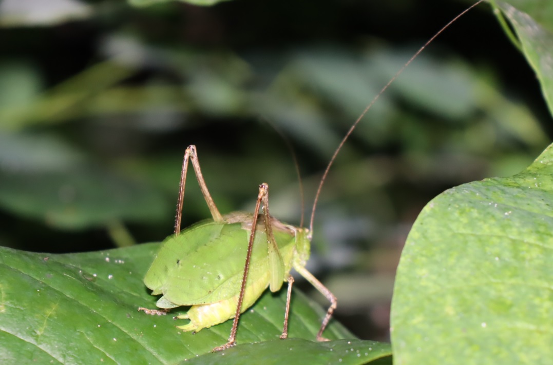 クツワムシ（緑色）♂5匹目_クツワムシの森_2022年8月29日19時25分頃気温25度