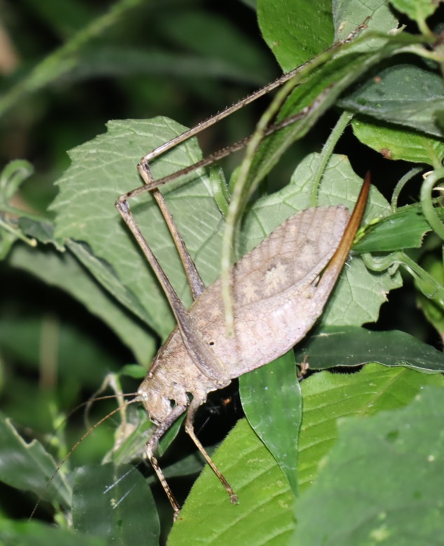 クツワムシ（褐色）♀3匹目_クツワムシの森_2022年8月29日19時40分頃気温25度