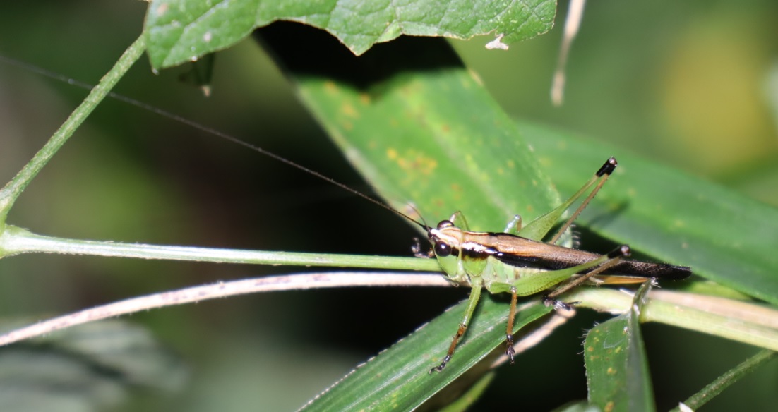 ササキリ_クツワムシの森_2022年8月29日19時10分頃気温25度