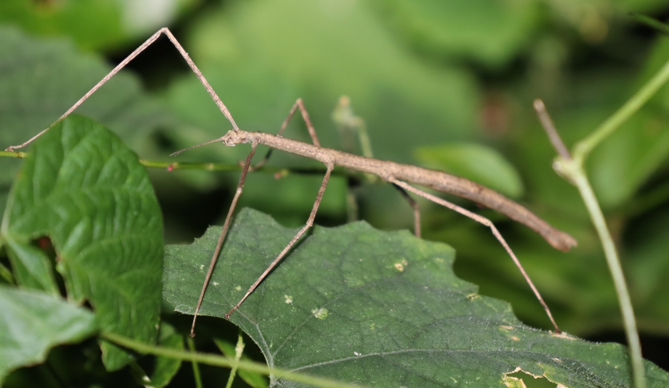 ナナフシ（褐色）_クツワムシの森_2022年8月29日1８時40分頃気温25度