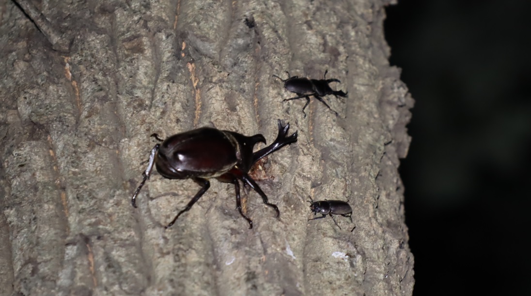 カブトムシ1♂,コクワガタ1♂1♂_No1のクヌギ-中学校裏の林_2022年9月5日19時50分気温28度
