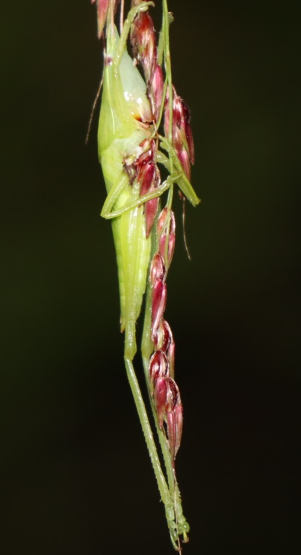 クビキリギスの幼虫_ヤナギ林近くの草原_2022年9月3日20時40分気温25度