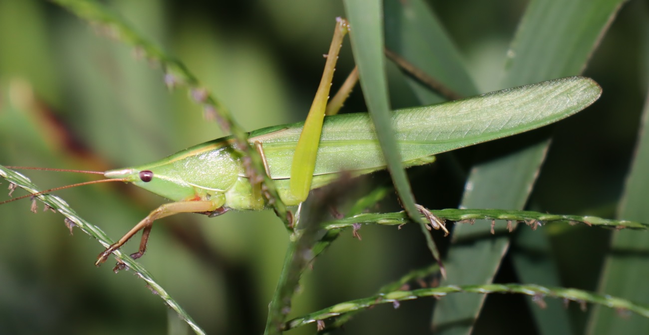 クビキリギスの成虫_ヤナギ林近くの草原_2022年9月3日20時40分気温25度