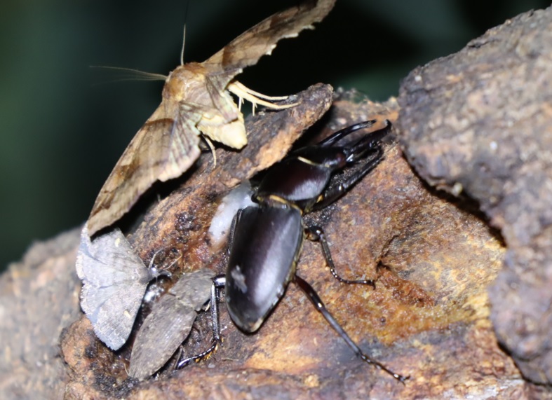 コクワガタ1♂_ヤナギ林-枝先のヤナギ_2022年9月3日20時20分気温25度