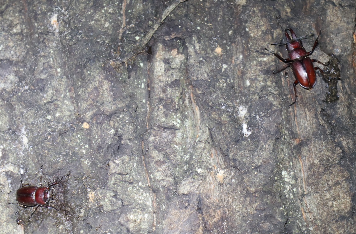 ノコギリクワガタ1♂,1♀_No2のクヌギ-中学校裏の林_2022年9月3日21時5分気温25度