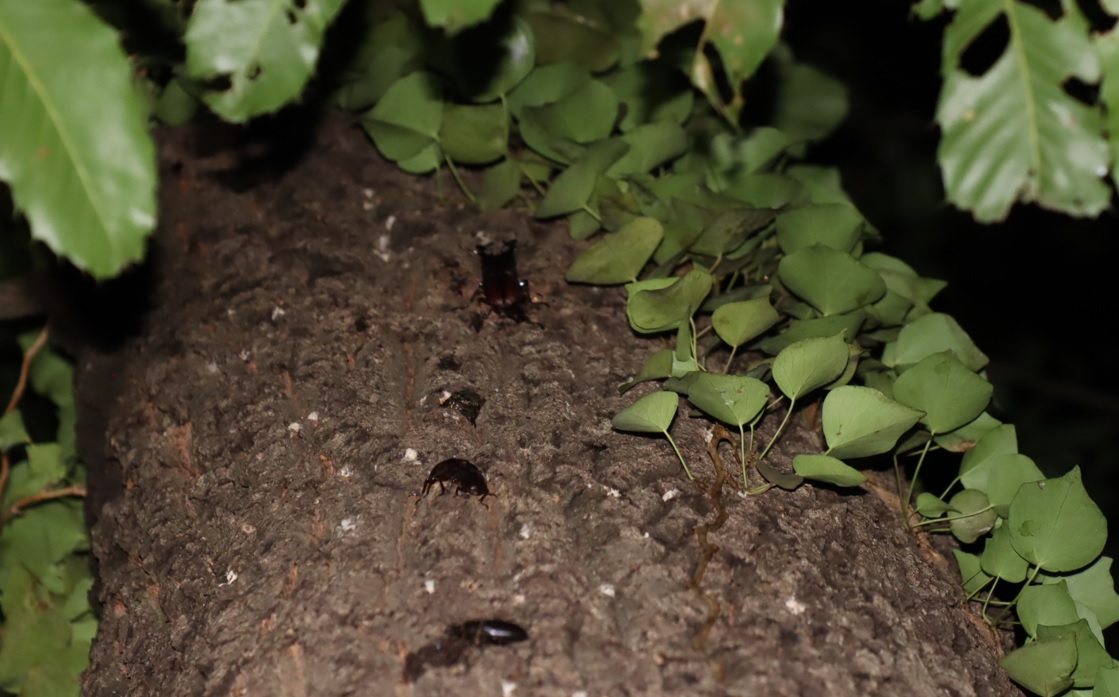 ノコギリクワガタ2ペア､1♀-No2のクヌギ_中学校裏の林_2022年9月3日21時5分気温25度""