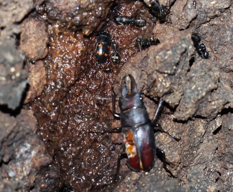 ノコギリクワガタ♂-半分前羽が欠けている_団地前のクヌギ_2022年9月3日19時55分気温25度