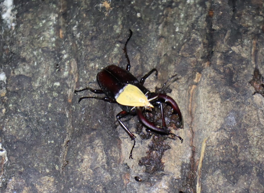 ノコギリクワガタ♂-背中に蛾がとまっている-No2のクヌギ_中学校裏の林_2022年9月3日21時5分気温25度