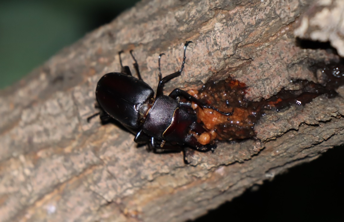 ノコギリクワガタのペア_ヤナギ林-枝先のヤナギ_2022年9月3日20時20分気温25度