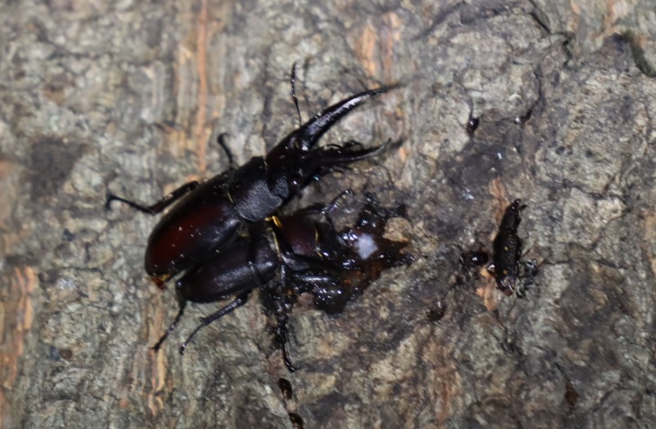 ノコギリクワガタのペア_中学校裏の林_2022年9月5日19時55分気温28度