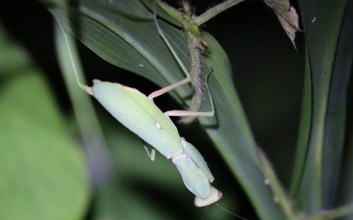 ハラビロカマキリ_ヤナギ林近くの草原_2022年9月3日20時35分気温25度