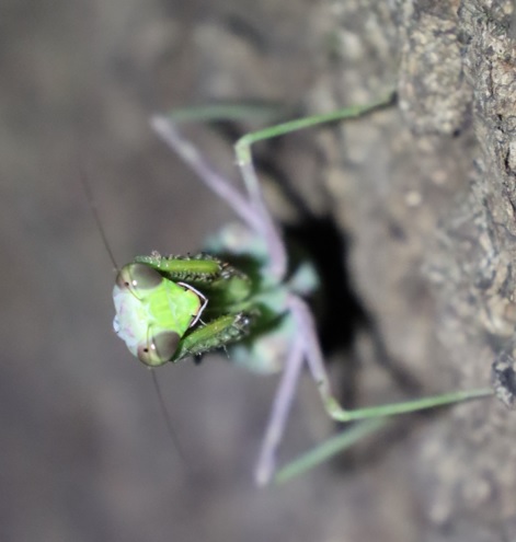 ハラビロカマキリと睨めっこ_団地前のクヌギ_2022年9月13日19時30分気温30度