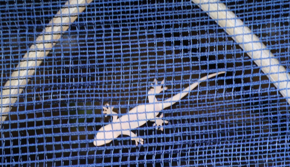 ヤモリのシルエット_ヤナギ林近くの畑のネット_2022年9月13日20時気温30度