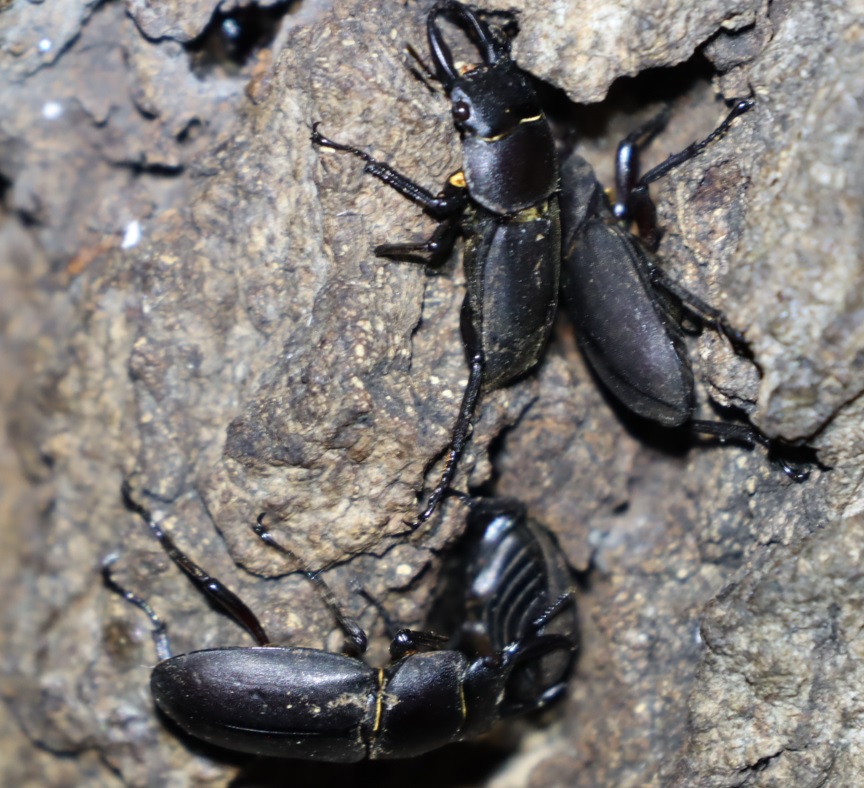 小さな洞に群がるコクワガタ_団地前のクヌギ_2022年9月13日19時30分気温30度