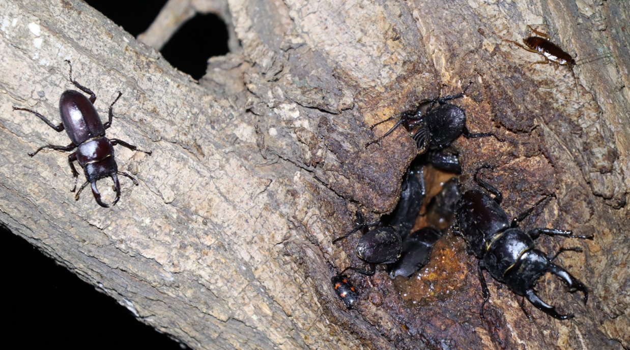 小さな洞に群がるコクワガタ_枝先のヤナギ-ヤナギ林_2022年9月13日19時50分気温30度