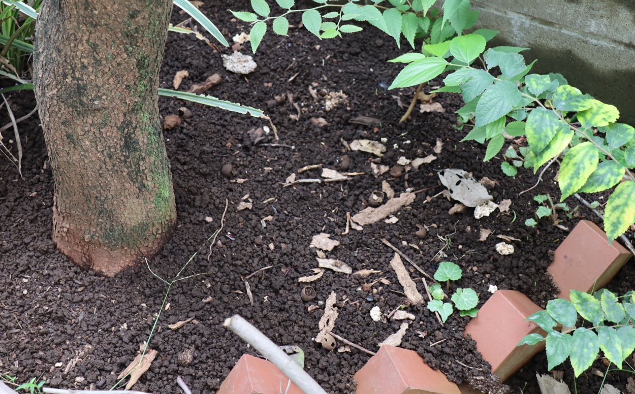 朽ち木粉砕土-ハナミズキの根元-昆虫バカセ宅の庭_2022年9月21日11時50分気温24度