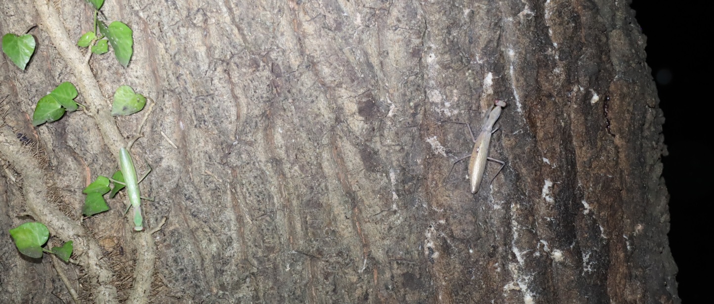 色違いのハラビロカマキリ♂♀_中学校裏の林_2022年9月5日19時55分気温28度