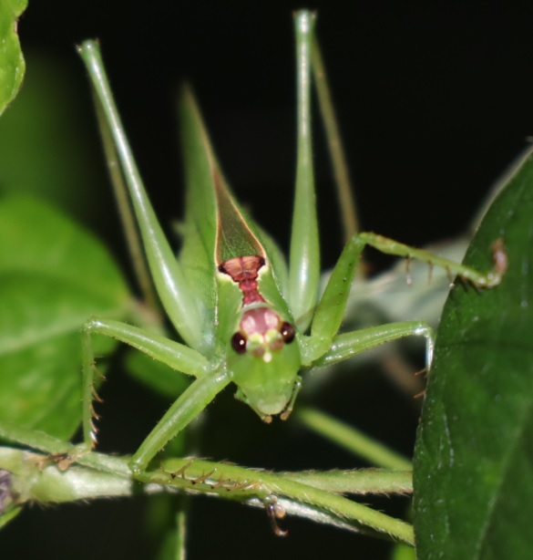 ウマオイ♀(2匹目)_ウマオイのホットスポット_2022年9月26日19時45分頃気温26度