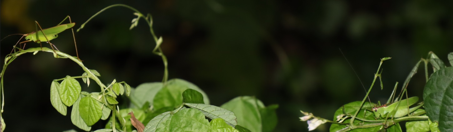 ウマオイ♀(2匹目)とセスジツユムシ（2匹目）_ウマオイのホットスポット_2022年9月26日19時45分頃気温26度