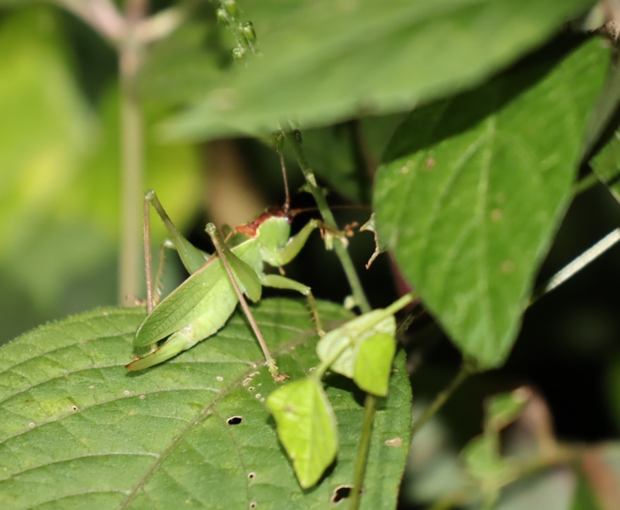 ウマオイ♀-1匹目_クツワムシの森_2022年9月8日20時頃気温26度