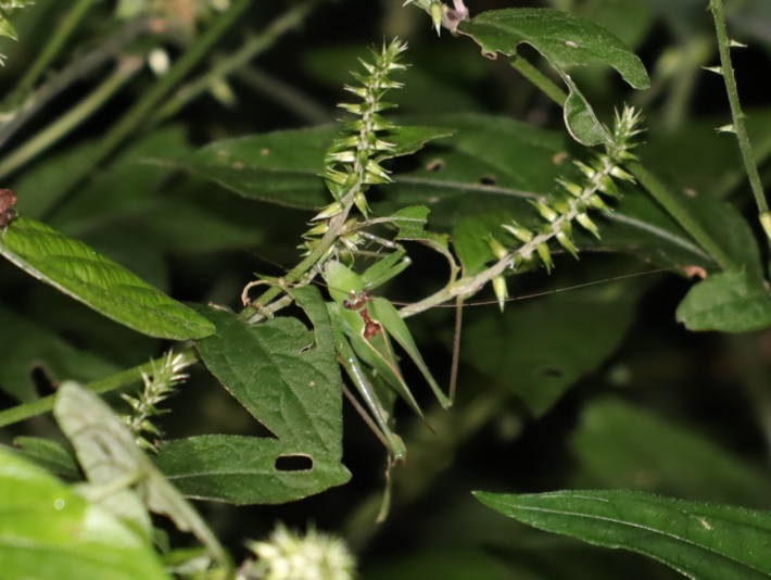 ウマオイ♀-2匹目_クツワムシの森_2022年9月8日20時10分頃気温26度