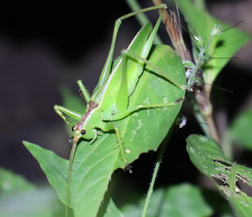 ウマオイ♀_ウマオイのホットスポット_2022年9月26日19時30分頃気温26度