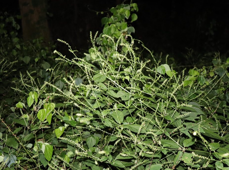 ウマオイのホットスポット_クツワムシの森_2022年9月9日19時50分頃気温26度