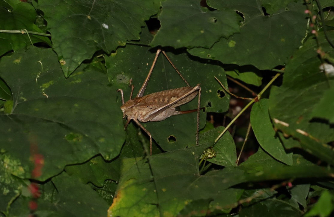 クツワムシ♀-1匹目（褐色）_クツワムシの森_2022年9月8日19時40分頃気温26度