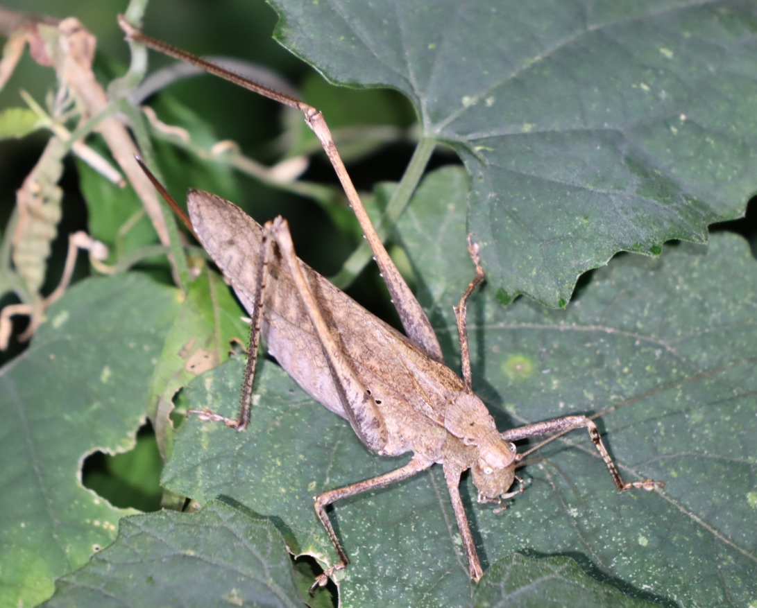 クツワムシ♀-2匹目（褐色）_クツワムシの森_2022年9月8日19時40分頃気温26度