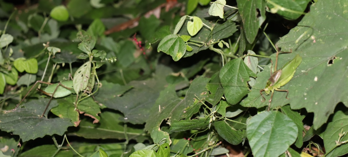 クツワムシ♂（緑色）とクツワムシ♀（緑色）_クツワムシのホットスポット_クツワムシの森_2022年9月16日20時25分頃気温25度