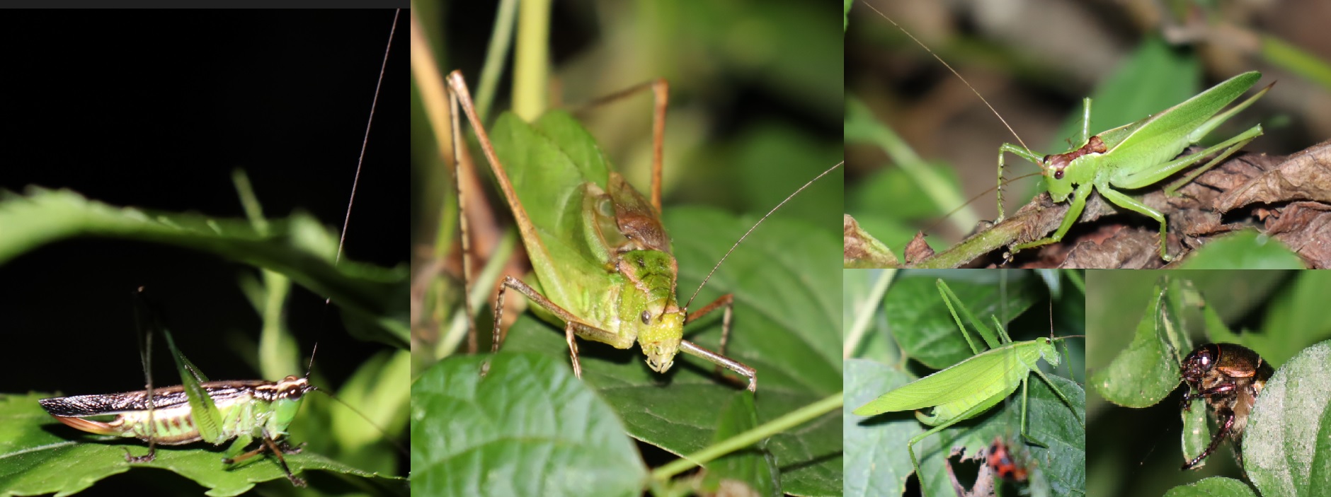 クツワムシの森のレビュラーメンバーと準レギュラーメンバー_2022年9月12日19時30分頃気温26度